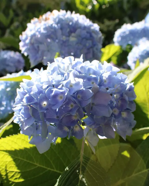 Hortensias bleus en pleine lumière